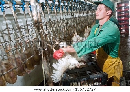 LUTSK UKRAINE AUG 5 2009 processing factory chicken August 5 2009 Lutsk LUTSK UKRAINE AUG 5 2009 processing factory chicken August 5 2009 Lutsk