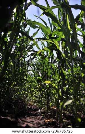 corn field with young corn pests and insects without