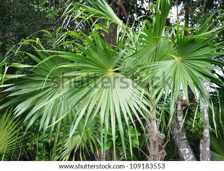 Fan of a palm tree. The bright green leaf of a young palm tree reminds a fan.