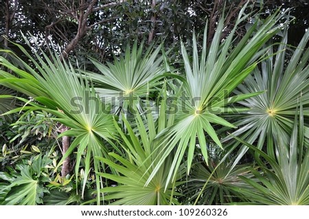 Tropical greens. Fan leaves of palm trees of tropical thickets. Green leaf. The leaf of a tropical plant lighted up by a beam of the sun.