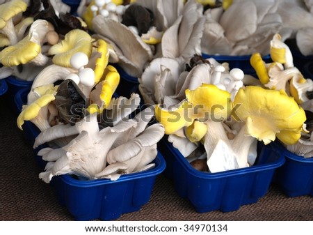 Mushrooms for a gourmet on a counter of the farmer market.