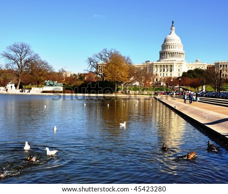 Autumn Capitol. The Capitol and seagulls and ducks in Reflecting Pool near Capitol Hill.
