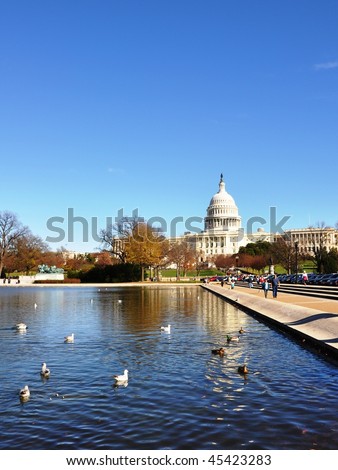 Autumn Capitol. The Capitol and seagulls and ducks in Reflecting Pool near Capitol Hill.