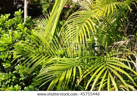Greens of tropics. Carved leaves of tropical plants greedy absorb sun beams.
