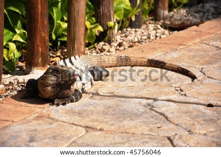 Iguana.  Strips of its body help to regulate a body temperature.