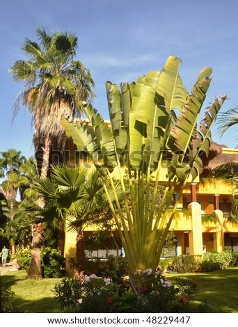 Resort buildings.  Yellow buildings, palm trees,Palm trees, a banana, lawns and yellow buildings of hotel of the Mexican resort.