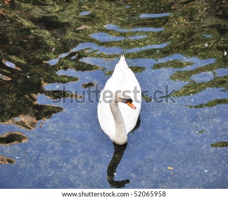 Swan. The top view on floating a swan and a water mirror.