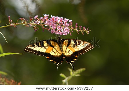 Tiger Swallowtail Butterfly back lit