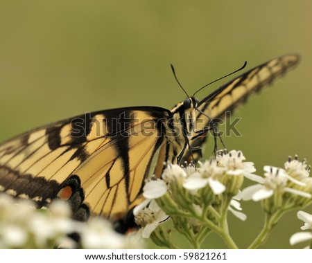 Eastern Tiger Swallowtail Butterfly Feeding on Milkweed