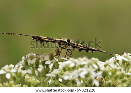 Eastern Tiger Swallowtail Butterfly Feeding on Milkweed