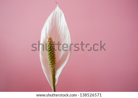 Peace Lily, Spathiphyllum isolated on pink background