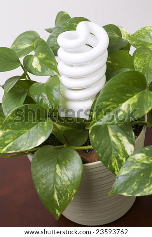 Energy efficient lightbulb in the middle of a green houseplant. Making energy at home safe for the ecology.
