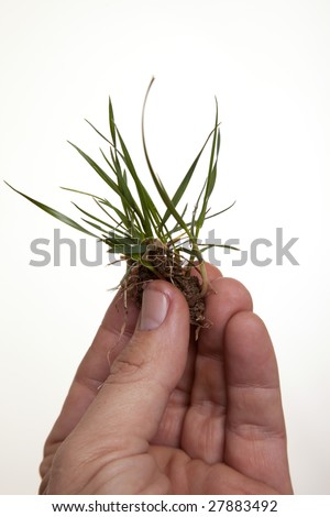 A grass plant being held up in a hand signifying the importance of environmental awareness.