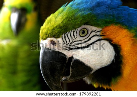 Bird Colorful