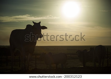 Cow silhouette at sunset. Cattle ranch.