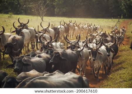 Cattle of cows with horns walking in a dirt road.