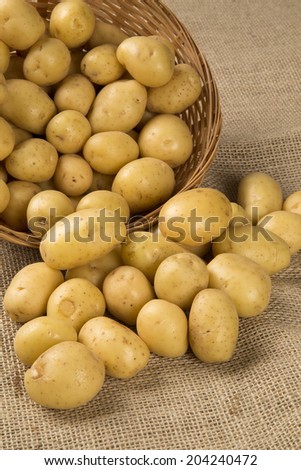 Some small potatoes rolling out the basket over a burlap bag