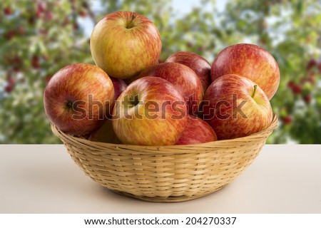 Some apples in a basket over a wooden surface on an apple field background