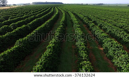 aerial view coffee plantation in Sao Paulo state - Brazil