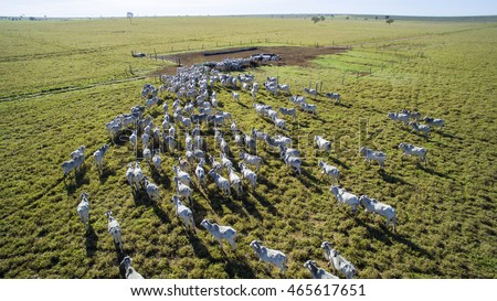 Cattle on pasture in the state of mato grosso in Brazil.