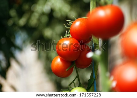 Tomato Trees