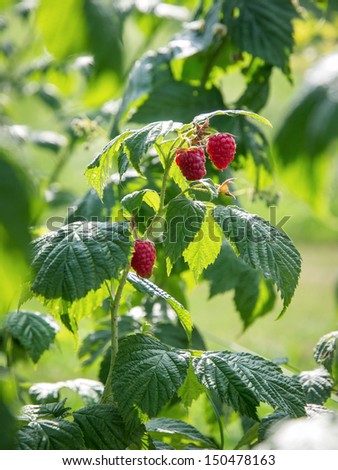 A raspberries plant.