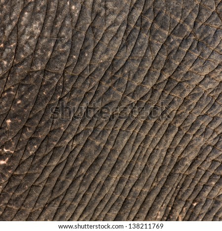 Skin pattern from elephant. elephant skin tone and texture