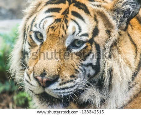 bengal tiger smart face look at me. Calm tiger face.
