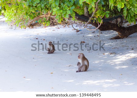 Monkey waiting for food and looking for chance to stolen food in an island of andaman sea ,thailand. Lipe island.