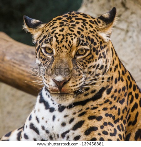 leopard face in safari thailand