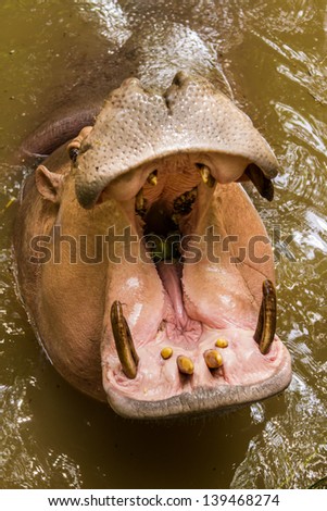 Hippopotamus in the zoo request for more feeding food