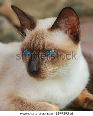 fantastic cute brown thai cat with blue eye. Moon Diamond Cat