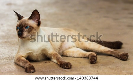 blue eye and brown hair thai cat