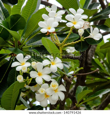 LEE-LA-WA-DEE, white flower with good smell