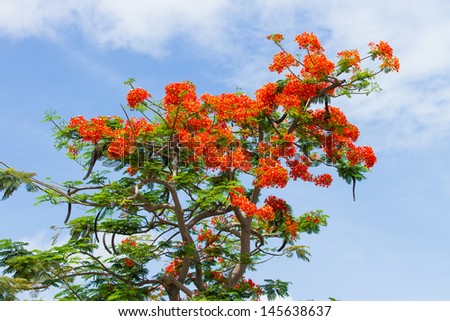 Barbados  Pride , peacock  Flower and sky