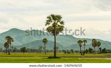 sugar palm tree and rice field on mountain background