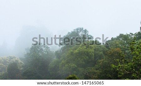 fresh of deep forest and fog in morning,