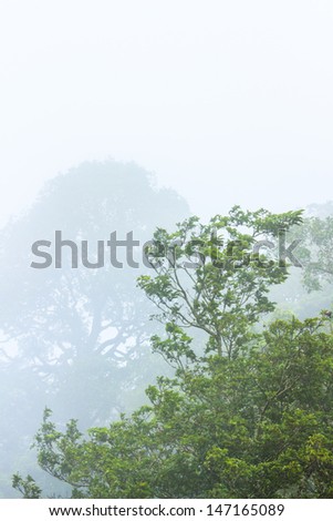 fresh of deep forest and fog in morning,