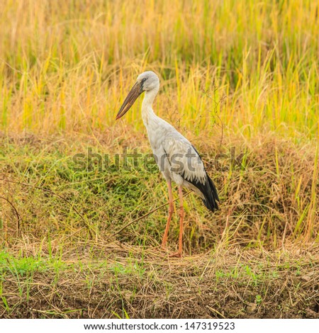Egret bird in rice field, thailand