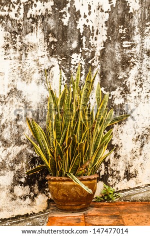 Snake Plant A potted plan on old concrete wall
