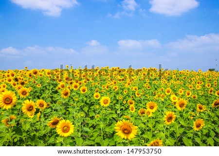 Sun flowers field in thailand. Sunflowers