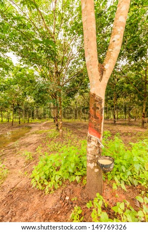 para rubber tree forest in northeast, thailand