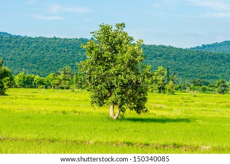 fresh green tree and fresh rice field rainy season of thailand