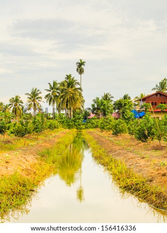 gutter for watering pomelo  farm in thailand