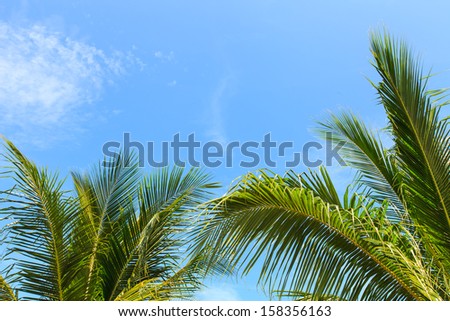 coconut leave on blue sky
