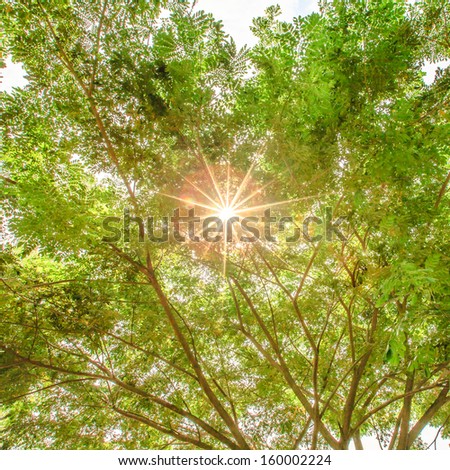 sun ray trough rain tree