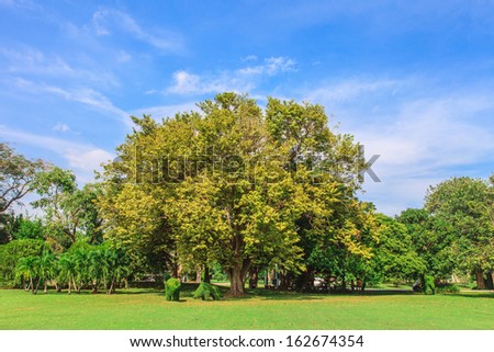 green yard and free big tree in sunny day