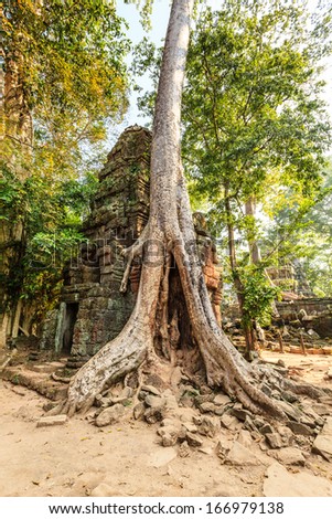Ta Prohm Castle, Angkor Thom, Cambodia. The ancient castle under the big tree.