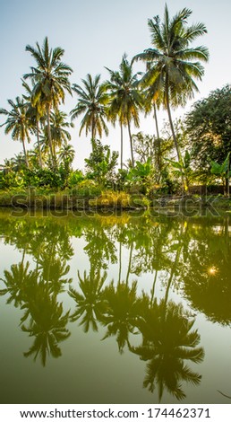 coconut tree reflection