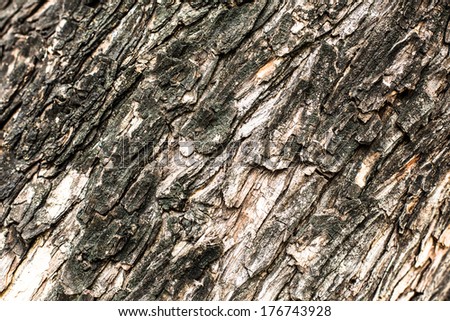 detail close up bark tree back ground